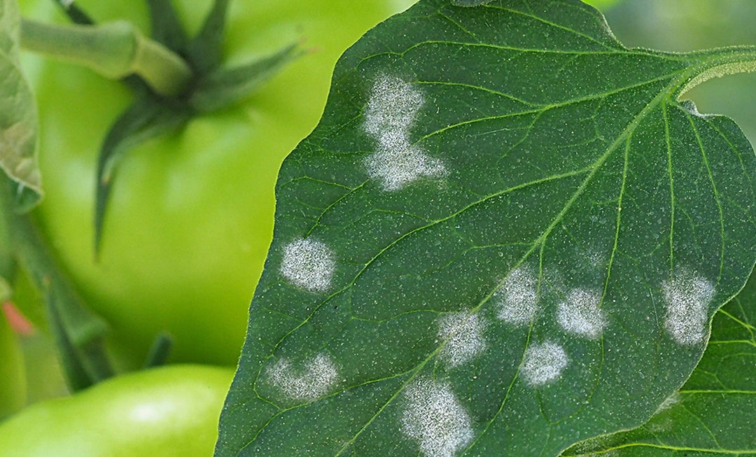 Powdery mildew on tomato leaf