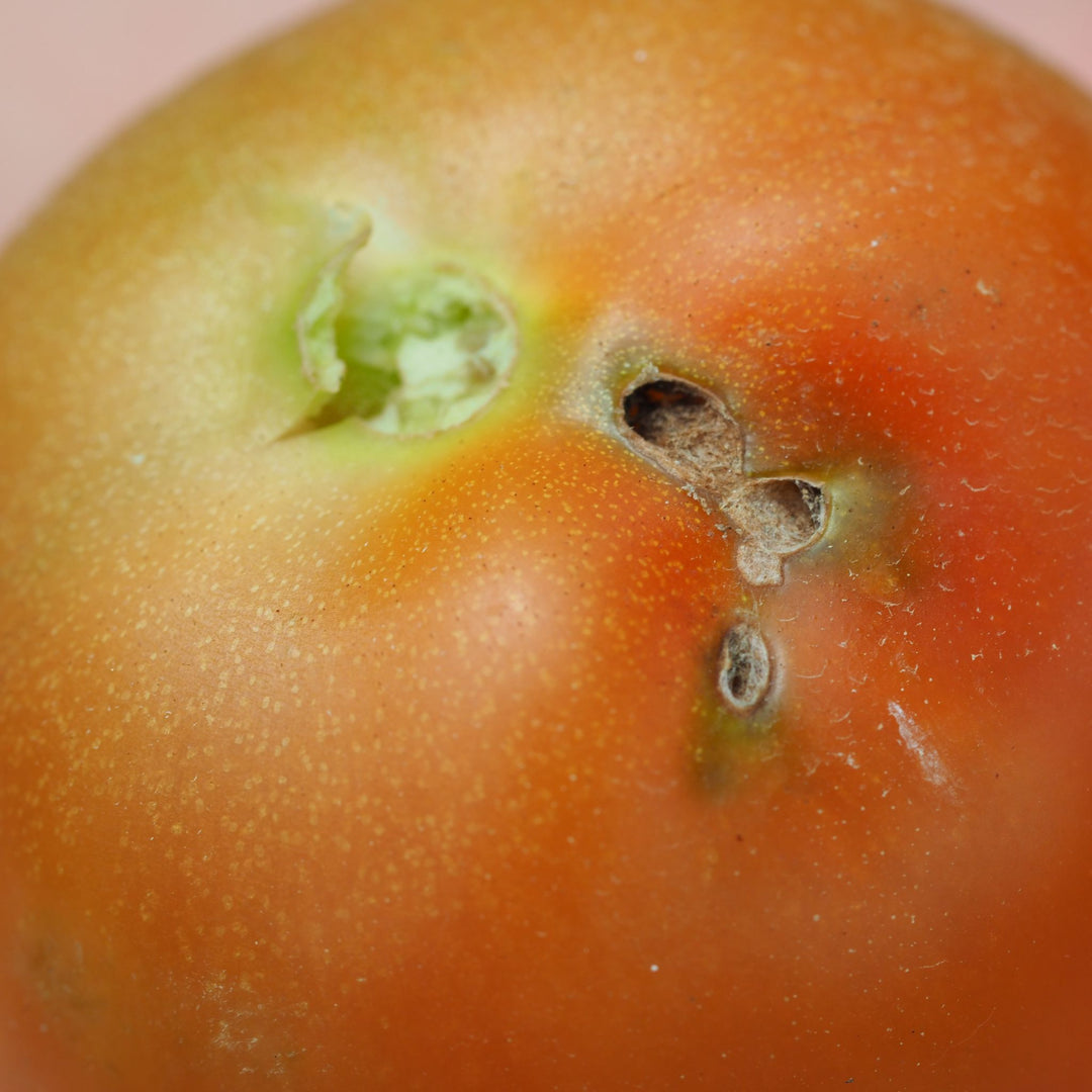 Tuta absoluta damage in tomato
