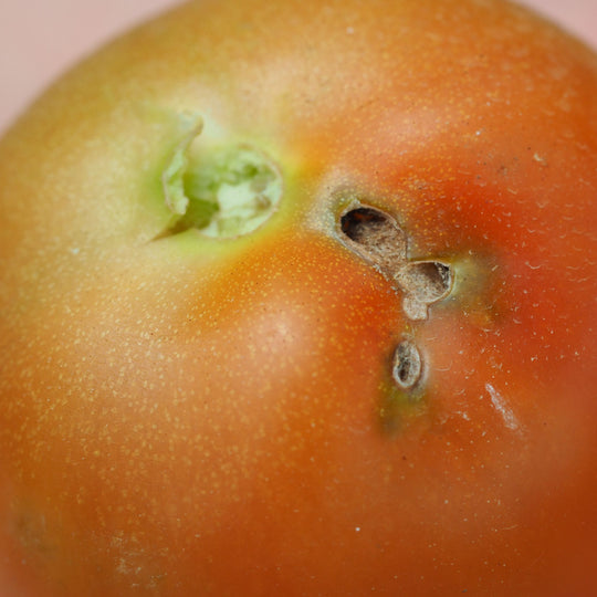 Tuta absoluta damage in tomato