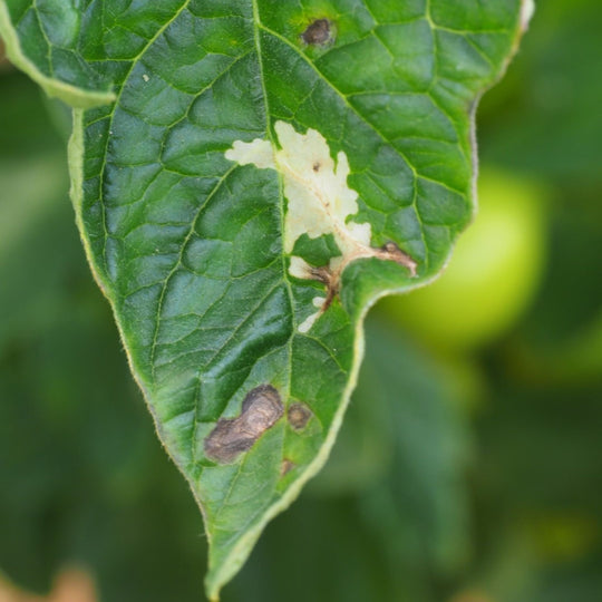 Tuta absoluta leaf damage