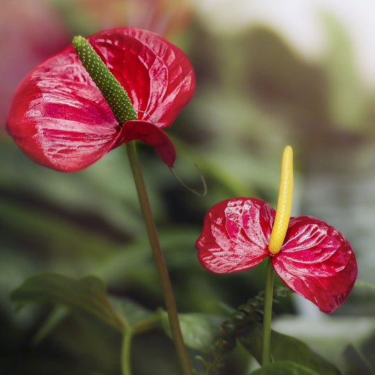 Anthurium