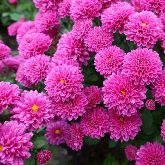 Chrysantemum