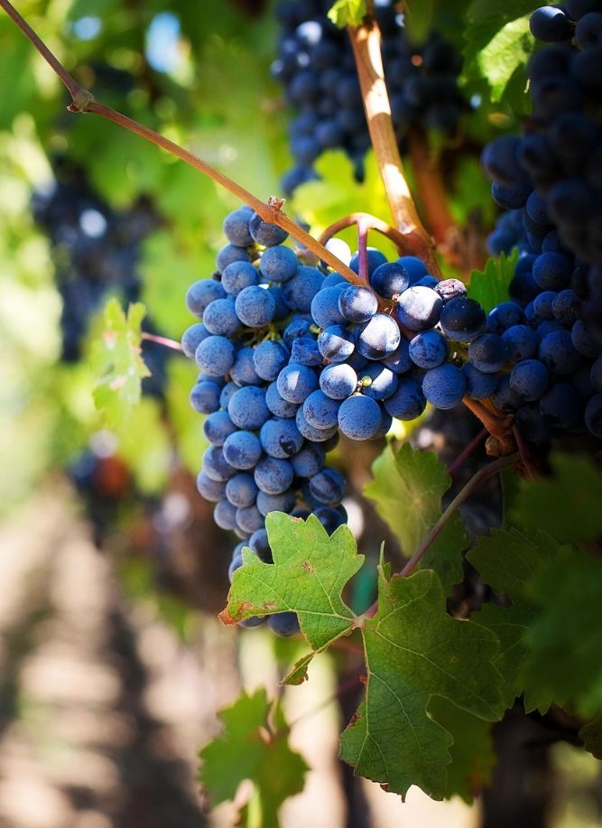 Bio Bio Grape BioWorks Europe – Experts in sustainable biocontrol