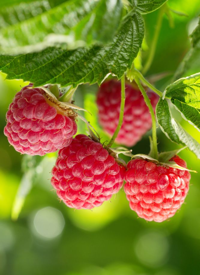 Biozeil Raspberry BioWorks Europe – Experts in sustainable biocontrol
