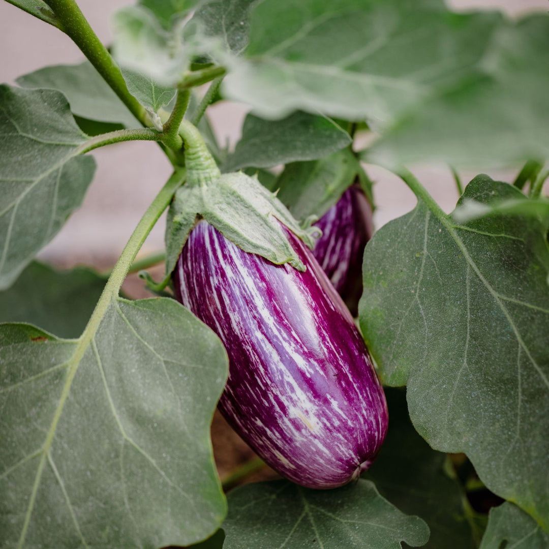 Eggplant Aubergine