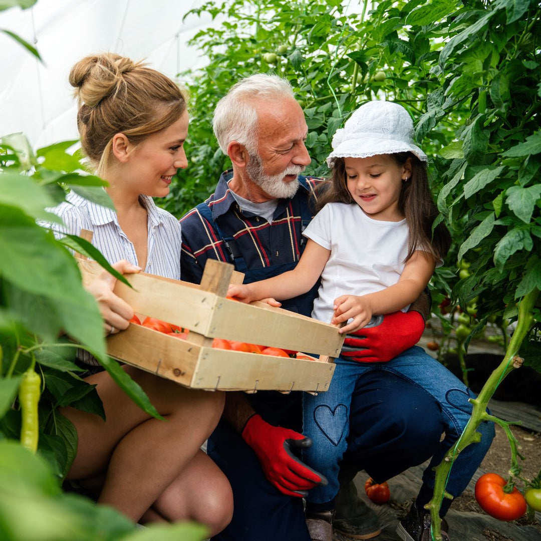 Mother, grandfather and girl in tomato greenhouse