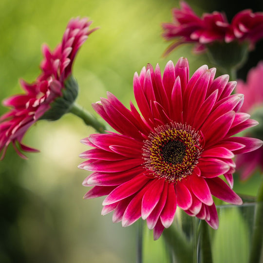Gerbera