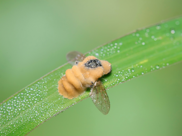 BioWorks Europe – Experts in sustainable biocontrol