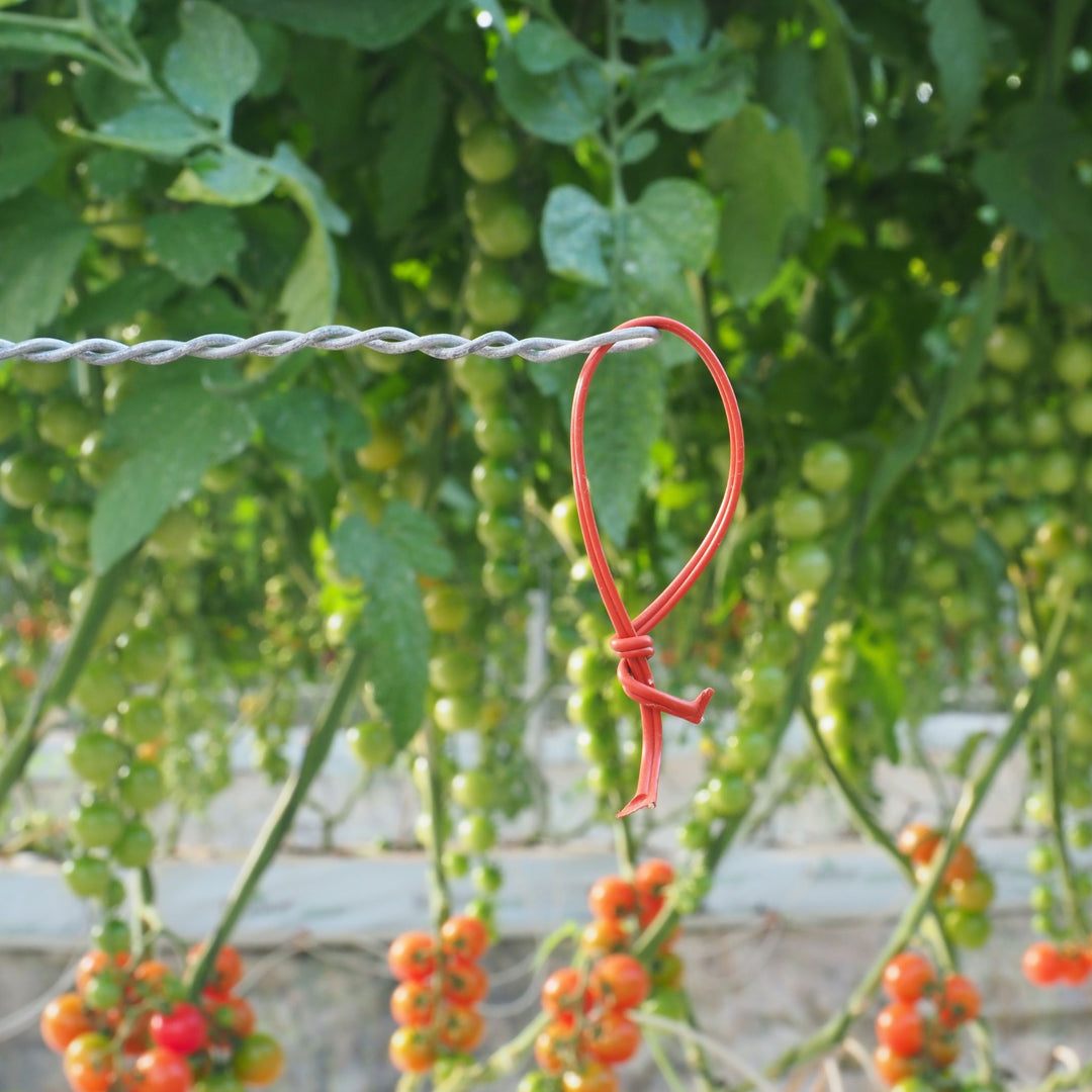 Isonet-t in tomato crops