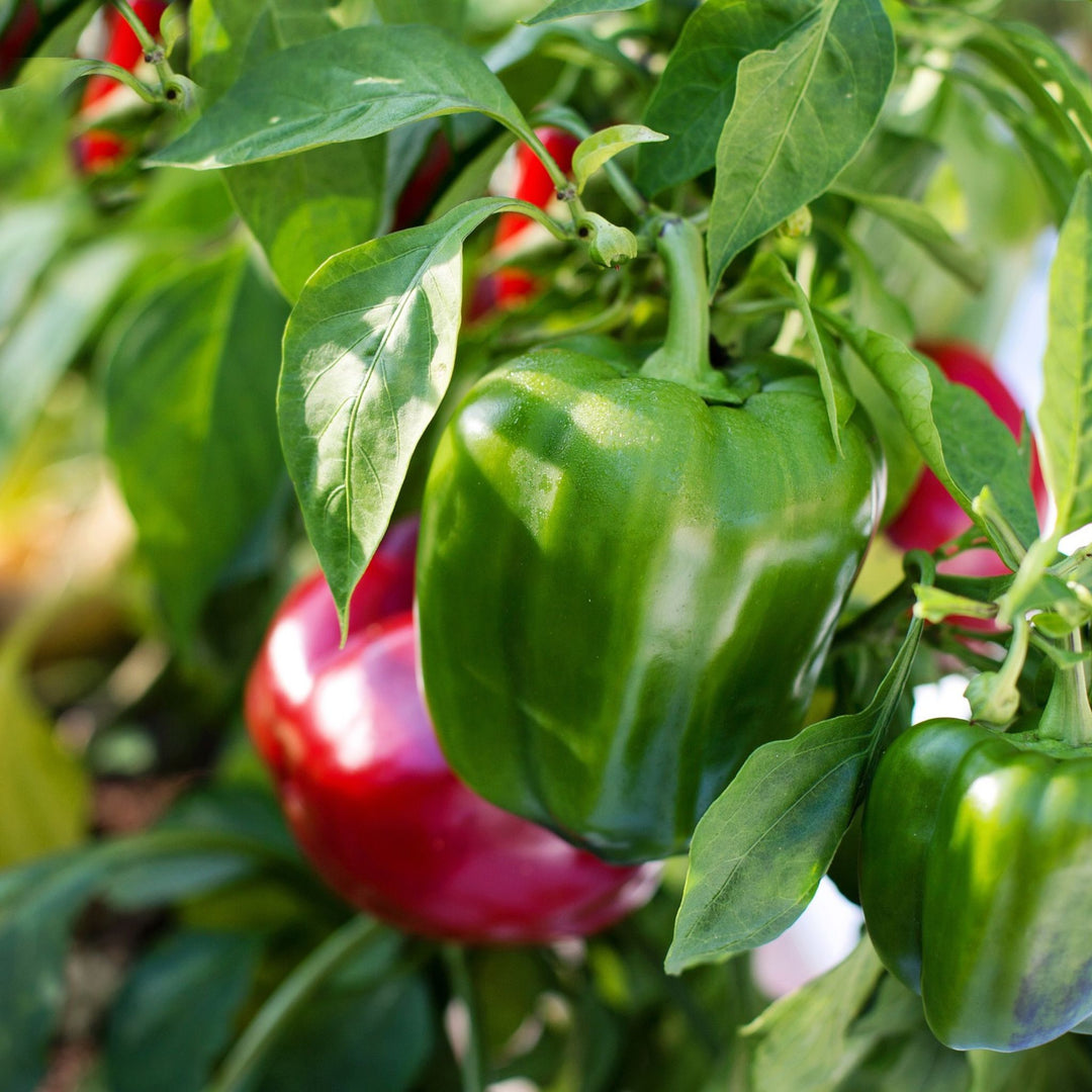 Pepper