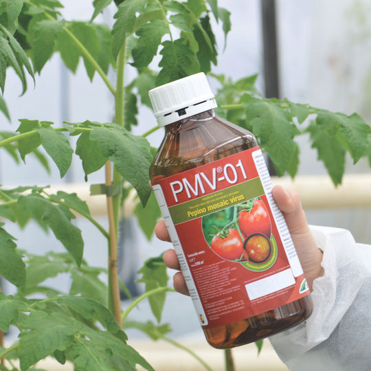 PMV-01 in tomato crops