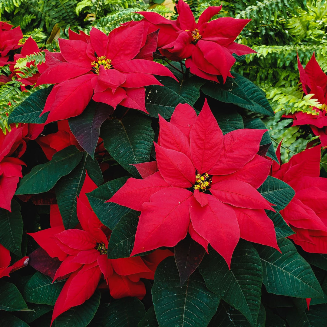 Poinsettia