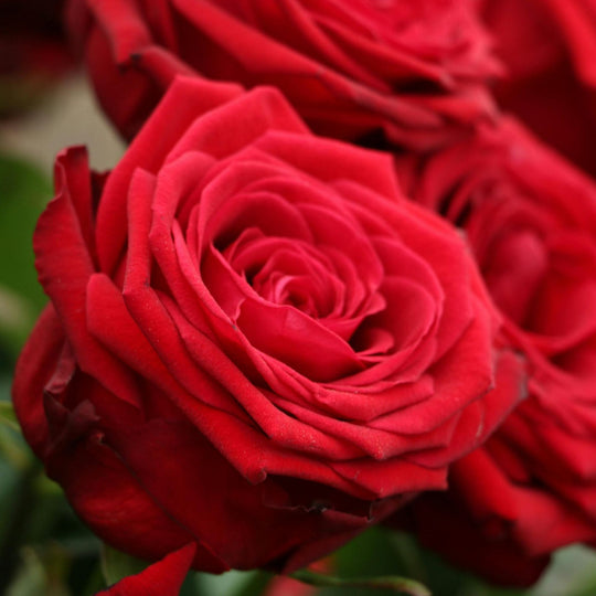 Roses