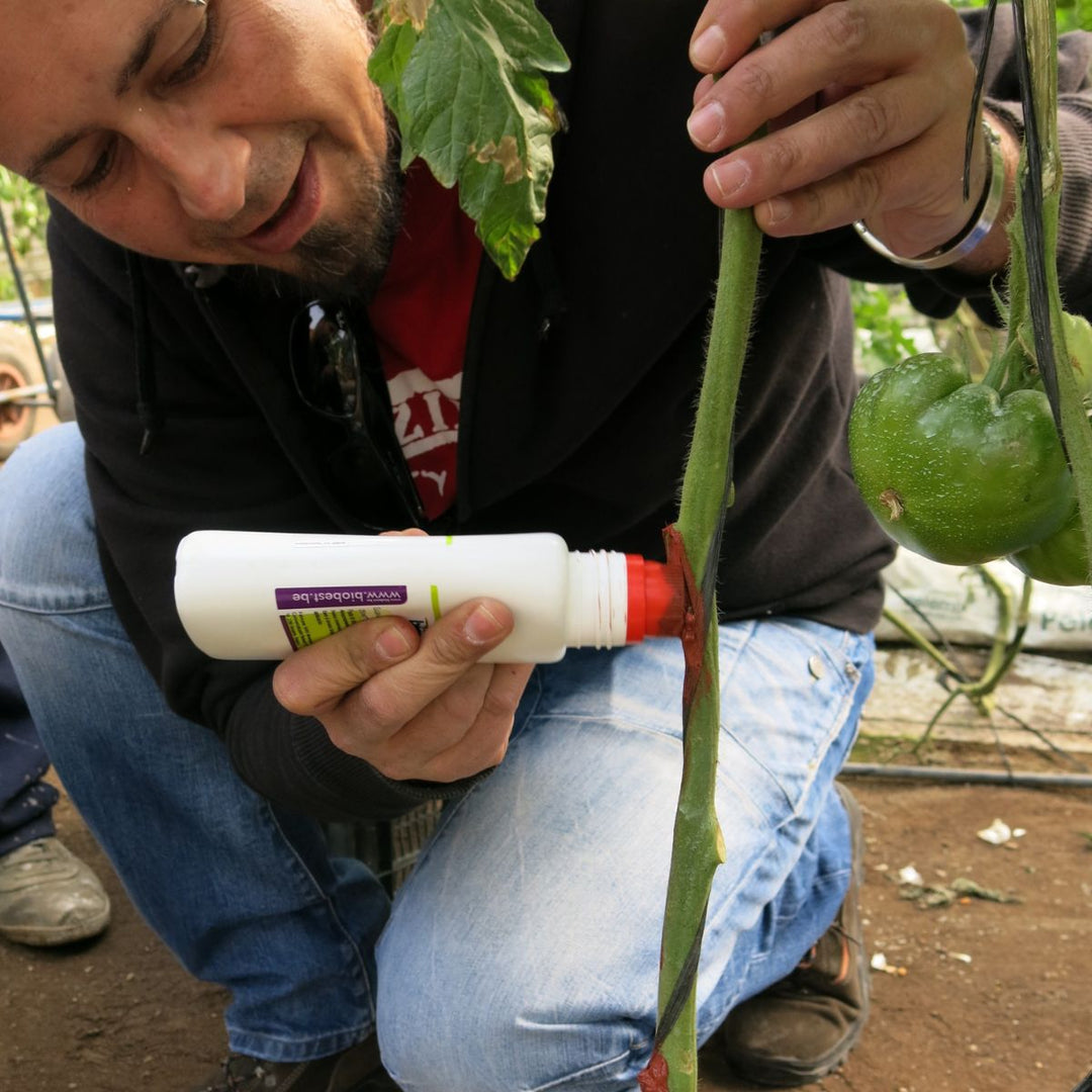 Men applying Scaniavital on tomato stem