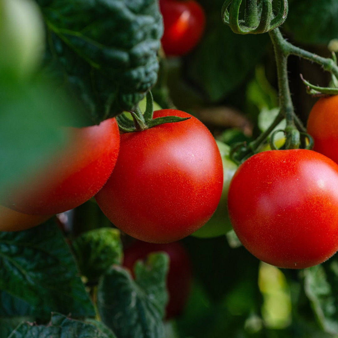 Tomatoes