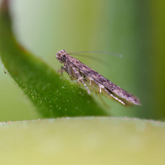Tuta absoluta adult